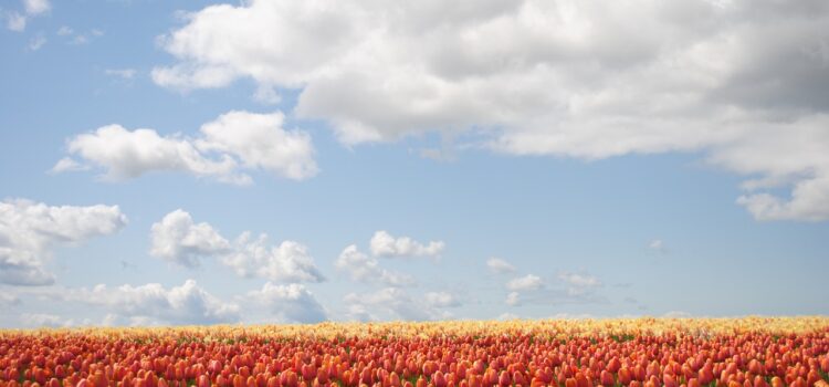 Ontdek de magie van Hortitops Zaden PompoenenZon Ontdek de magie van Hortitops Zaden PompoenenZon